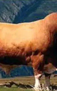 نیازمند سرمایه گذار برای پروار گوساله