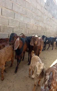 کهره نر