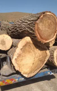 بهترین خریدار چوب