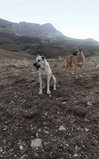 سگ گمشده