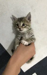 گربه