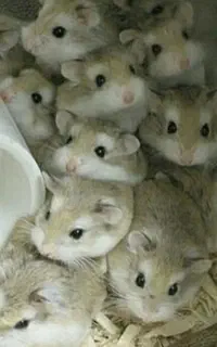 همستر مینیاتوری کمپل سوری بندانگشتی ووسایل بازی