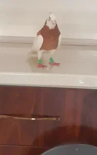 طوق زرد بزن خوب