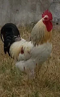 خروس محلی