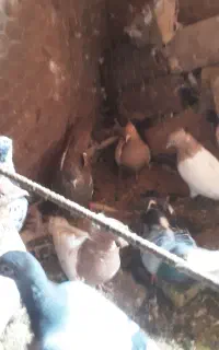 کفتر