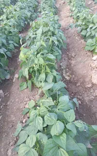 لوبیا سبز