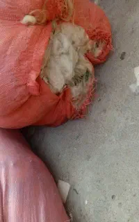 پشم گوسفندی