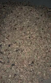 باقلا هفت تیم