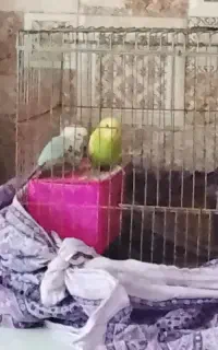 مرغ عشق بدون قفس