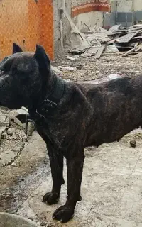 سگ کن کورسو ماده فروش فوری