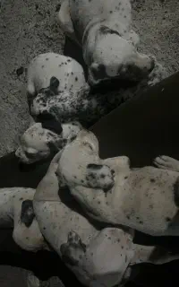 سگ دالمیشن