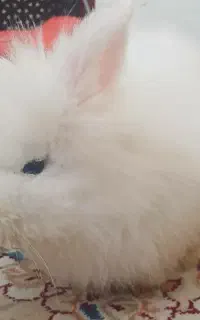 هدیه قندشکین جایزه بلوبانک