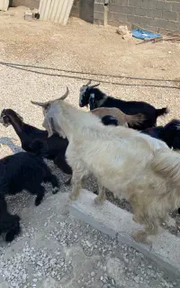فروش کهره نر و گیسه