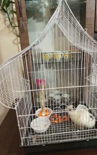 خرگوش