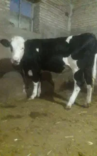گوساله ماده