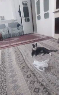 گربه کاملا خانگی