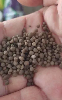 مقداری محدود کود دی آمونیوم چینی