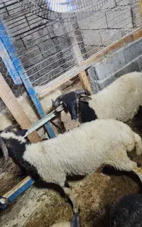گوسفند نر