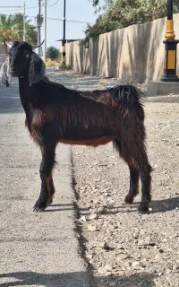 کهره چپش ( نر بز ) چاق