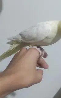 جوجه عروس هلندی