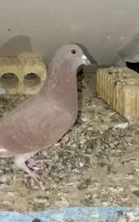 کبوتر