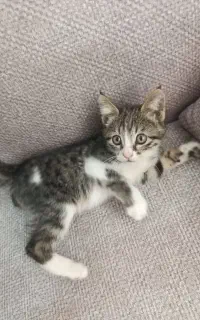 گربه