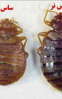 سمپاشی منزل و محل کار تضمینی