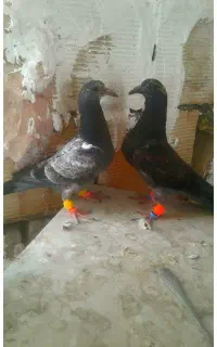 جوجه بزک