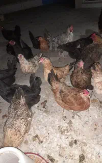 مرغ کرچ