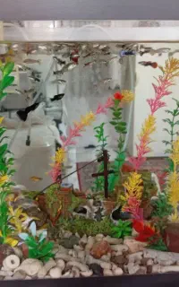 ماهی گوپی