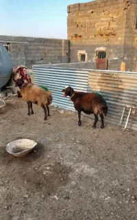 میش کاورتقلی بره ماده افشاری