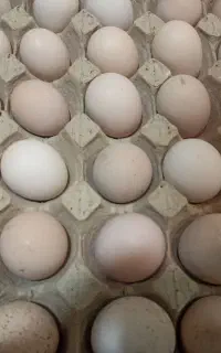 تخم مرغ محلی