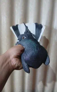 کفتر ماده طلا