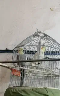 عروس هلندی