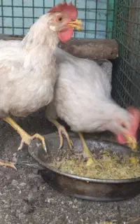 جوجه مرغ