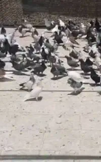 جوجه مفلق پرشی