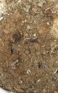 کود کفتر سوراخ