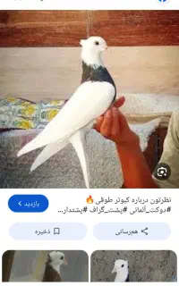 کبوتر طوقی