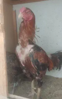 خروس لاری اصیل