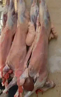 قصابی سیار در محل شما مراسم سلاخی زبح گوسفند گاو