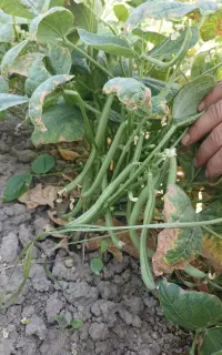 لوبیاسبزگوشتی درجه یک
