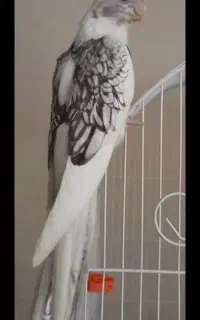 جوجه عروس هلندی گمشده