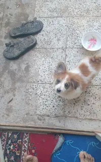 سگ پامر