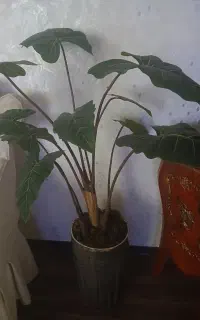 دوتا درخچه باقیمتای متفاوت