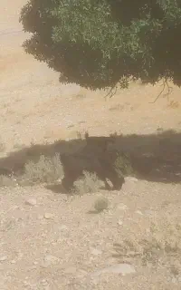 کهره نر