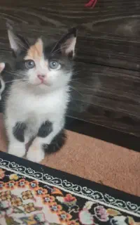 واگذاری سه تا گربه ناز خانگی