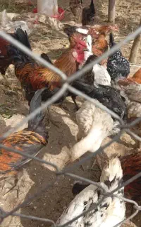 مرغ گلین لرین