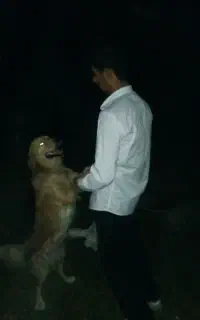سگ گلدن رتریور