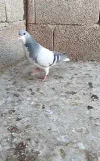 بدرنگ نر