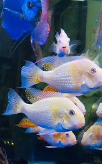 هکلی گلدفیش کوی دیسکس فلاور گوپی آروانا فایتر